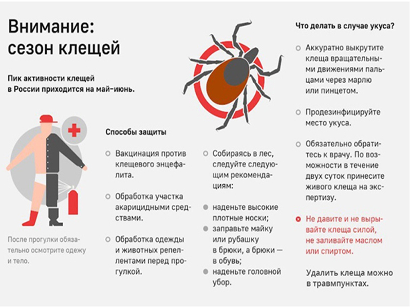 Осторожно- клещи!.