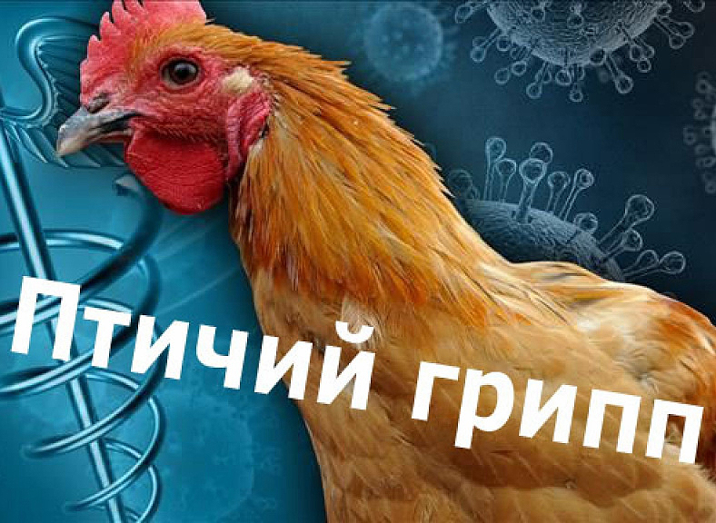 Памятка для населения «Меры по профилактике гриппа птиц».